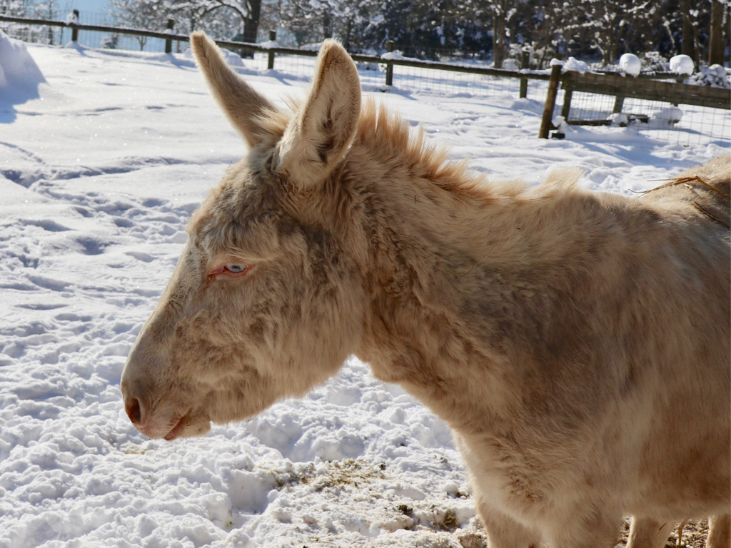 KOE_Wintermaerchen Wildpark 40.jpg