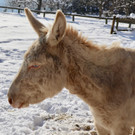 KOE_Wintermaerchen Wildpark 40.jpg
