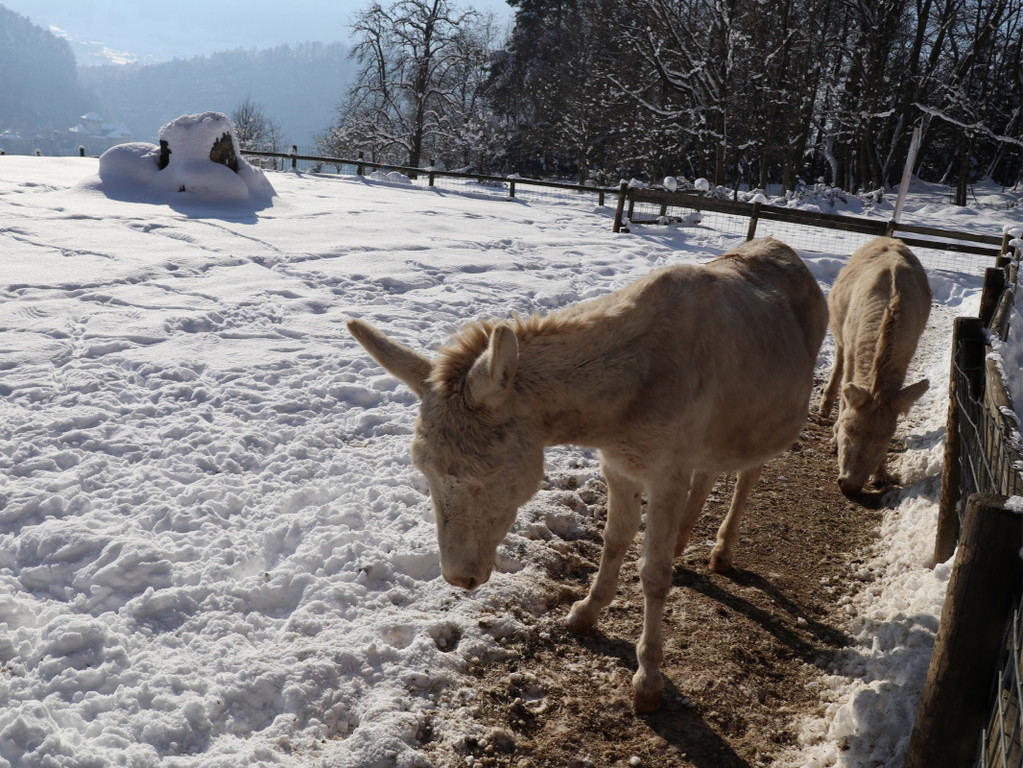 KOE_Wintermaerchen Wildpark 41.jpg