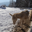 KOE_Wintermaerchen Wildpark 41.jpg