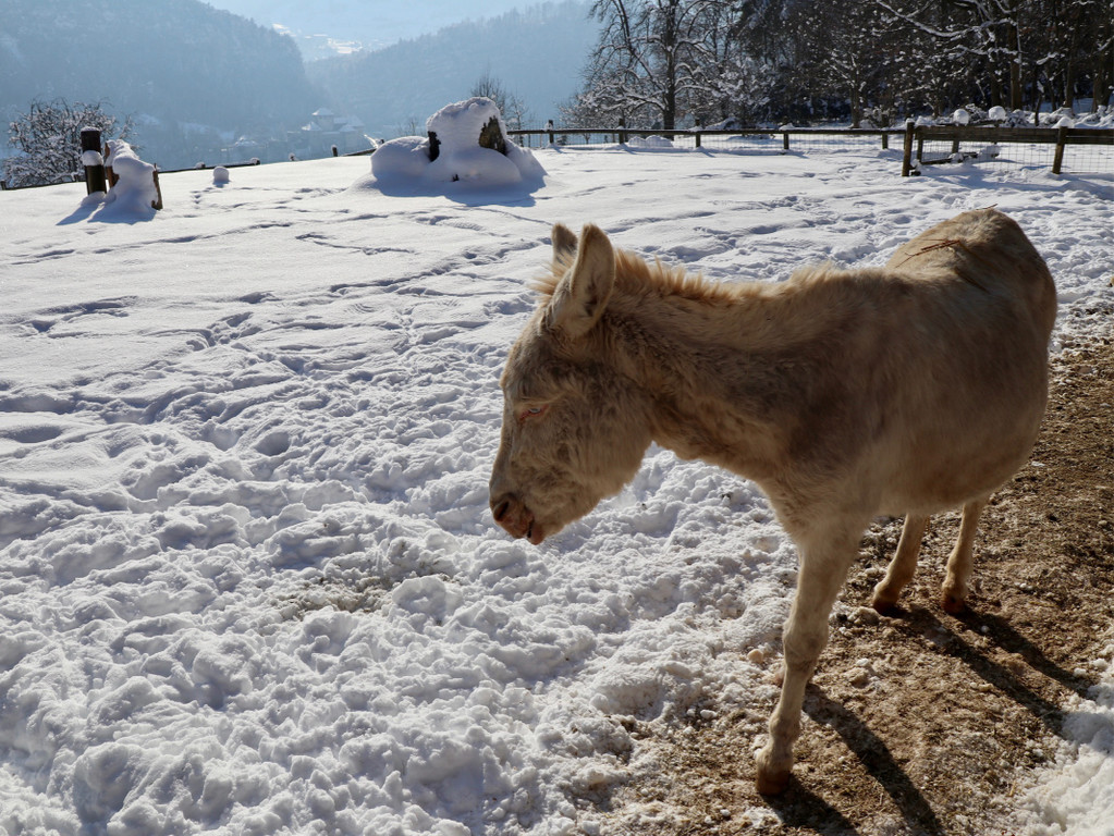 KOE_Wintermaerchen Wildpark 42.jpg