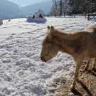 KOE_Wintermaerchen Wildpark 42.jpg