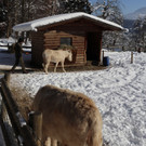 KOE_Wintermaerchen Wildpark 43.jpg
