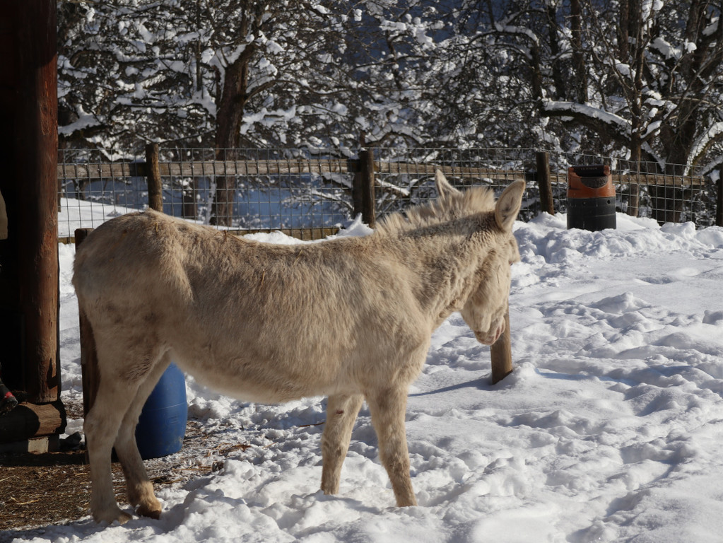 KOE_Wintermaerchen Wildpark 44.jpg