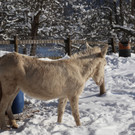 KOE_Wintermaerchen Wildpark 44.jpg
