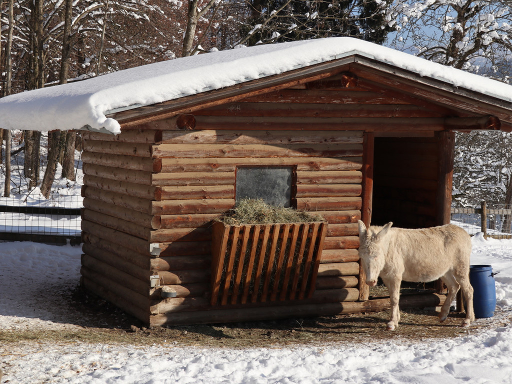KOE_Wintermaerchen Wildpark 45.jpg