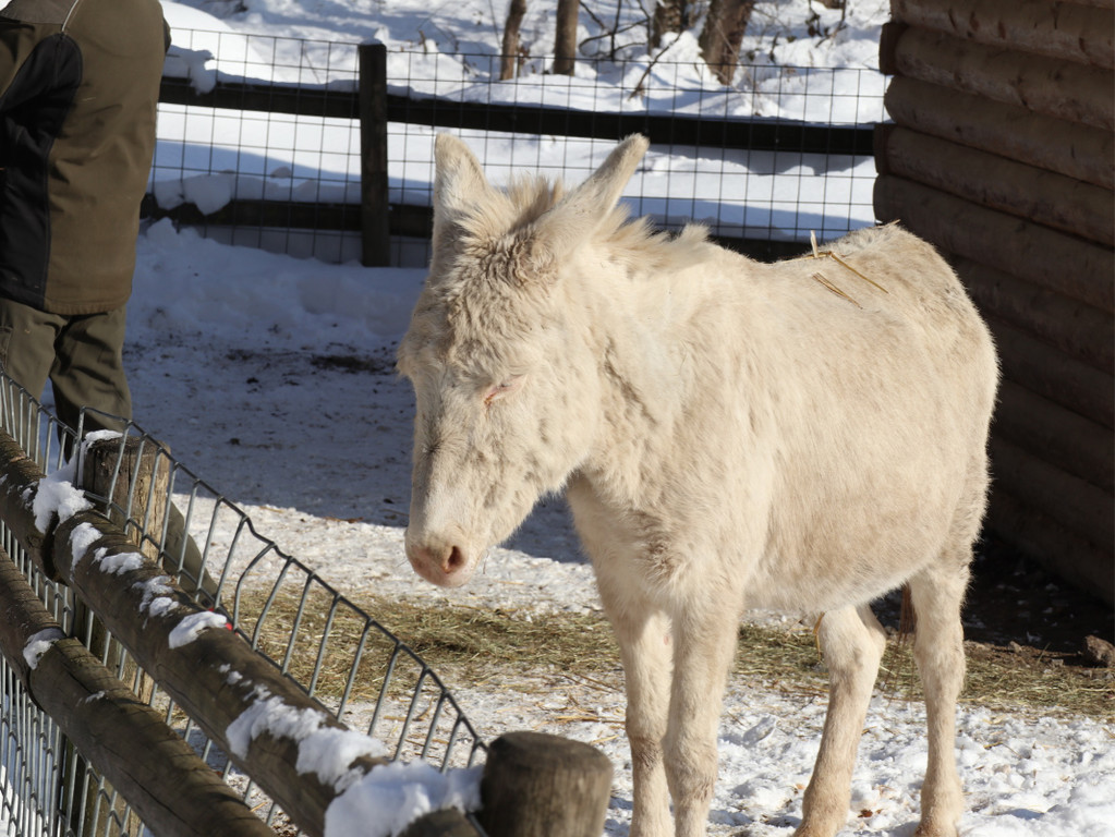 KOE_Wintermaerchen Wildpark 46.jpg