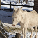 KOE_Wintermaerchen Wildpark 46.jpg