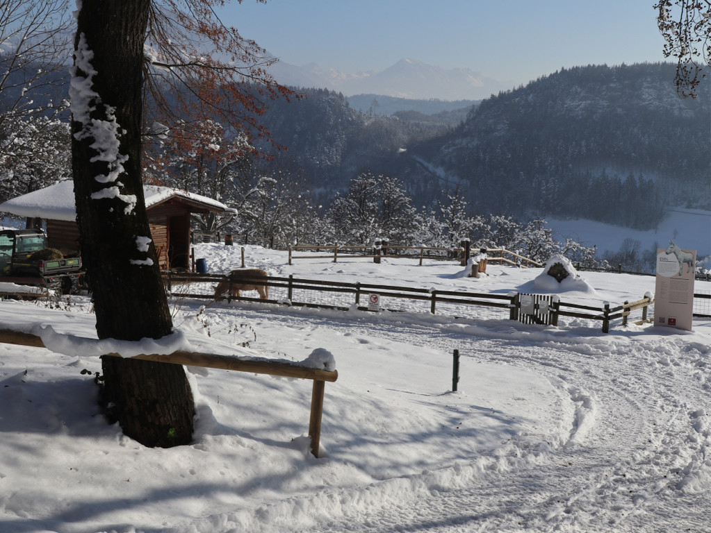 KOE_Wintermaerchen Wildpark 47.jpg