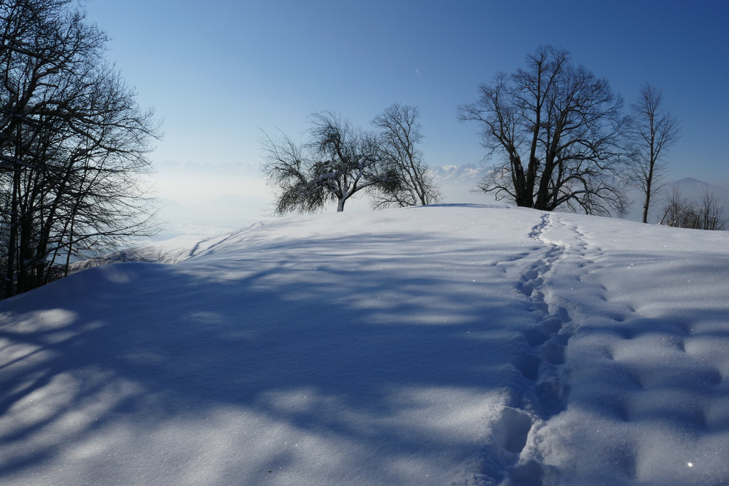 Winter Fraxern 19-01-2017_Kapf-Plateau _4_.JPG
