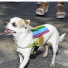 15. Regenbogenparade: Bunt-schrille Demo am Ring