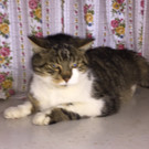 Zugelaufene Katze ca. 17.01.2017, Schwarzach, Rosenweg,