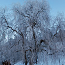 DSC_0007.JPG