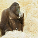 Orang-Utan-Weibchen Sol im Tiergarten Schönbrunn erwartet Nachwuchs