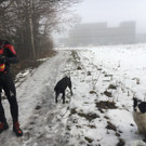 hund3.jpg