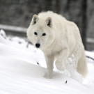 Schönbrunner Zootiere erfreuen sich am Schnee