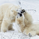 PA_Eisbaeren_Schnee.jpg