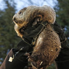 Groundhog_Day_81564.jpg
