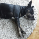 Petty am schlafen.jpg