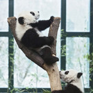 Pandas_TGS_Zupanc_207.jpg