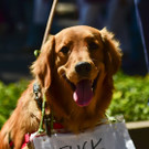 Mexiko Proteste _15_.jpg