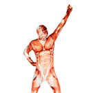 Morphsuits Muskel_maskworld_com.jpg