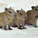 Mutterlose Wasserschwein-Babys im Tiergarten Schönbrunn
