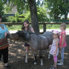 Mein Freund das Pferd