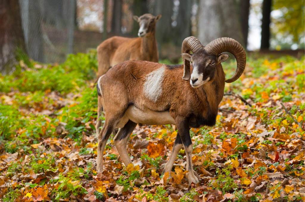 KOE_Wildpark Tierpaten Mufflon 1.jpg
