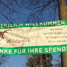 KOE_Wildpark Tierpaten Mufflon 2.jpg
