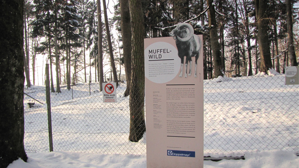 KOE_Wildpark Tierpaten Mufflon 3.jpg