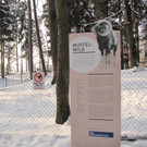 KOE_Wildpark Tierpaten Mufflon 3.jpg