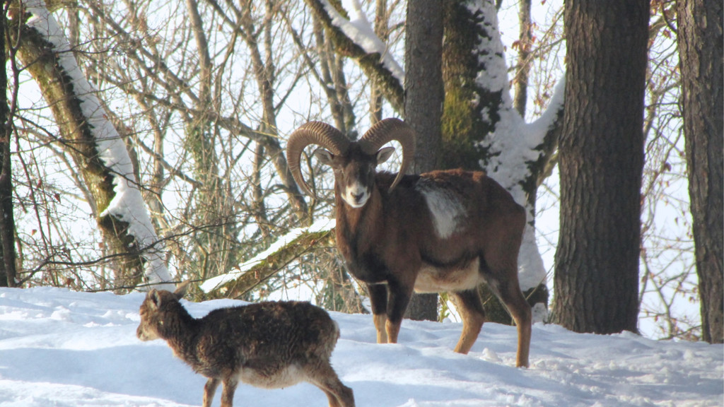 KOE_Wildpark Tierpaten Mufflon 4.jpg