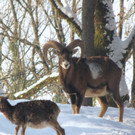 KOE_Wildpark Tierpaten Mufflon 4.jpg