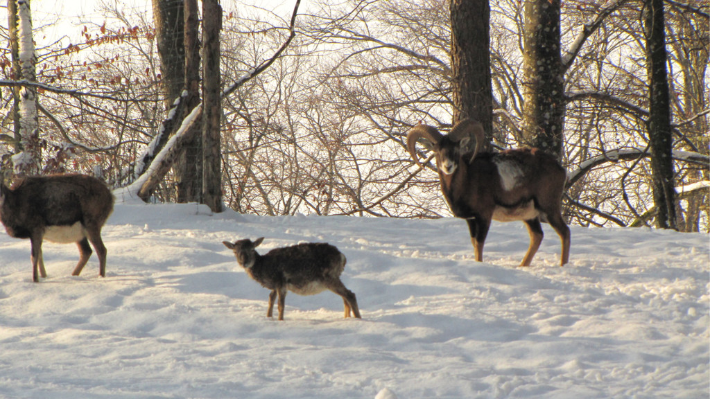 KOE_Wildpark Tierpaten Mufflon 5.jpg