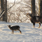 KOE_Wildpark Tierpaten Mufflon 5.jpg