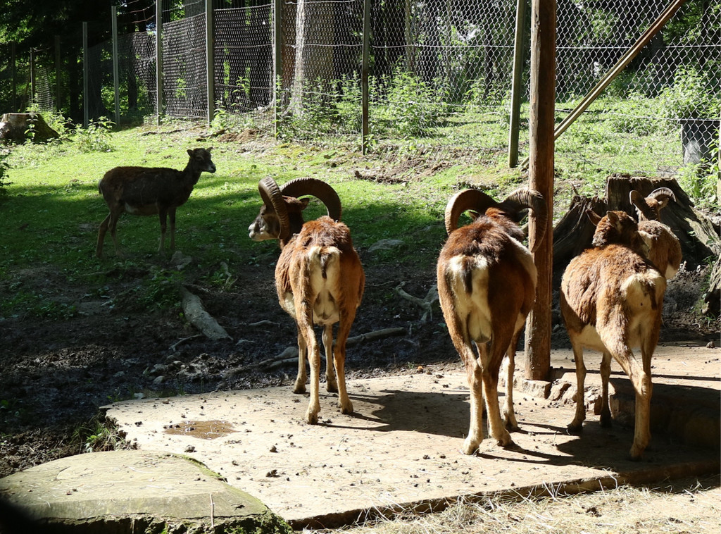 KOE_Wildpark Tierpaten Mufflon 6.jpg