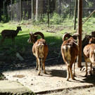 KOE_Wildpark Tierpaten Mufflon 6.jpg