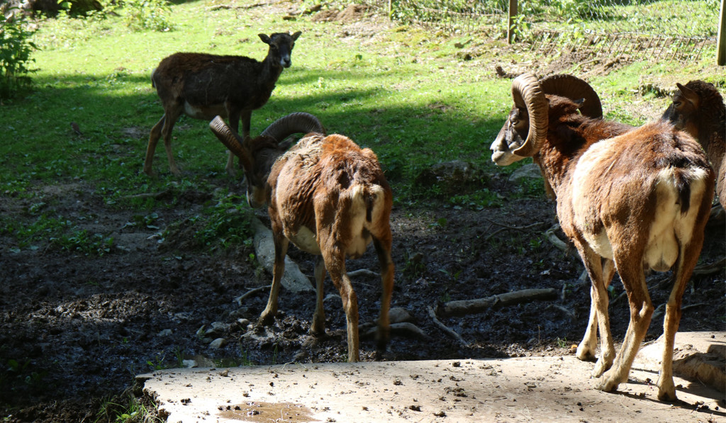 KOE_Wildpark Tierpaten Mufflon 7.jpg