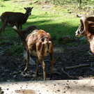 KOE_Wildpark Tierpaten Mufflon 7.jpg