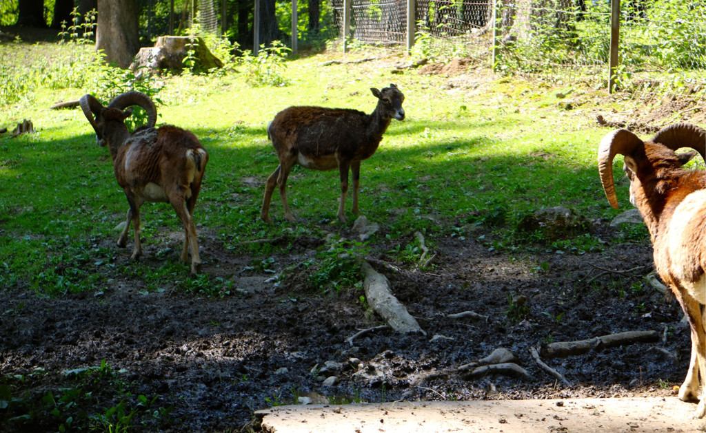 KOE_Wildpark Tierpaten Mufflon 8.jpg