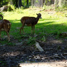 KOE_Wildpark Tierpaten Mufflon 8.jpg