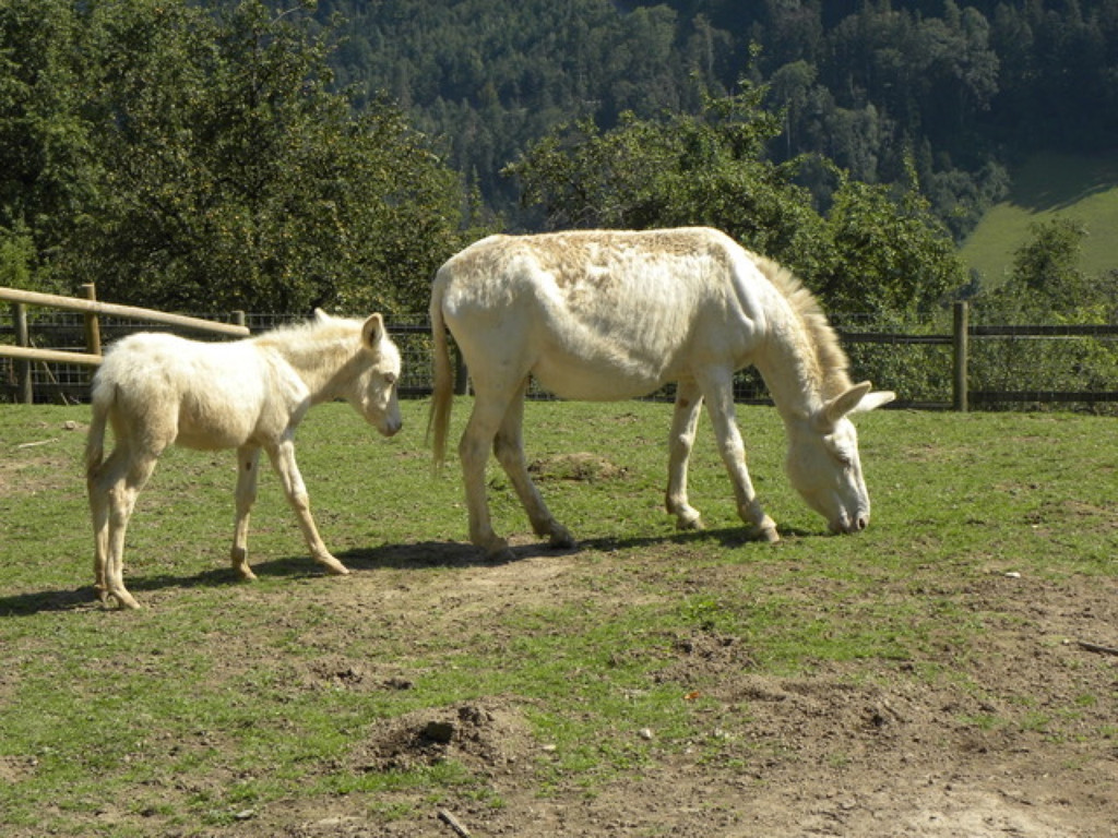 KOE_Wildpark Barockesel 8.jpg