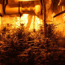 Cannabis-Gewächsanlage in Wohnung in Wien-Meidling entdeckt