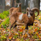 Tierpaten Mufflon Februar 2017    