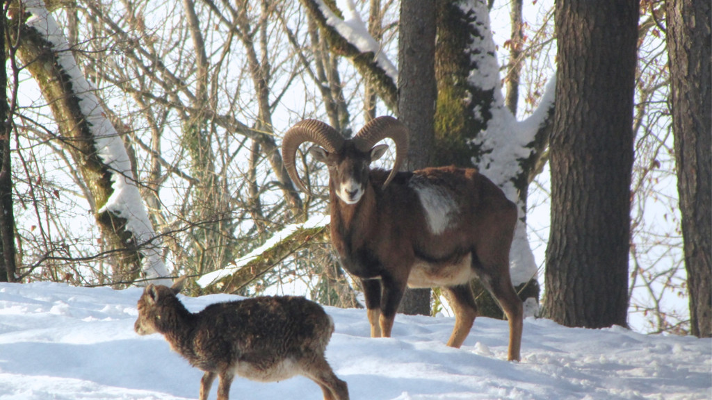 KOE_Wildpark Tierpaten Mufflon 15.jpg