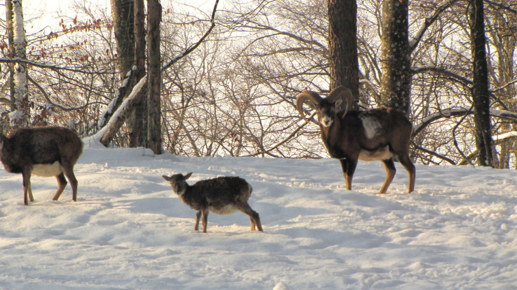 KOE_Wildpark Tierpaten Mufflon 16.jpg
