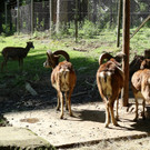 KOE_Wildpark Tierpaten Mufflon 17.jpg