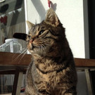 Tigerte