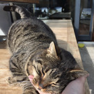 Tigerle in Schlips zugelaufen